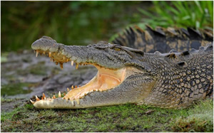 A Saltwater Crocodile
